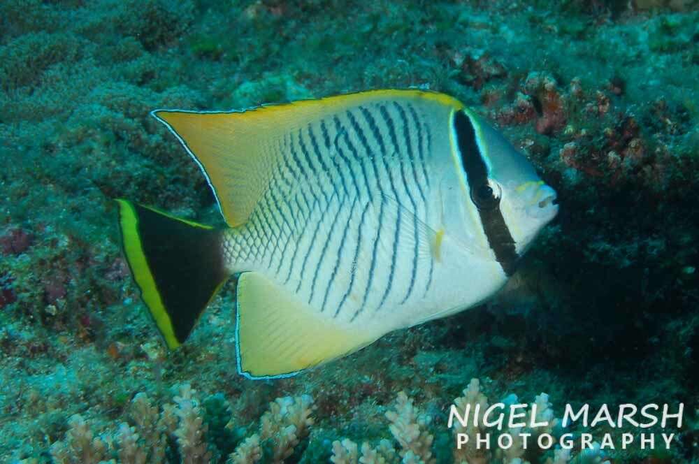 Image of Acropora Butterfly