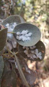 صورة Puto arctostaphyli Ferris 1950