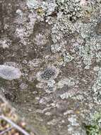 Image of lecidella lichen