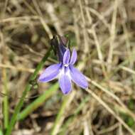 Image of downy lobelia