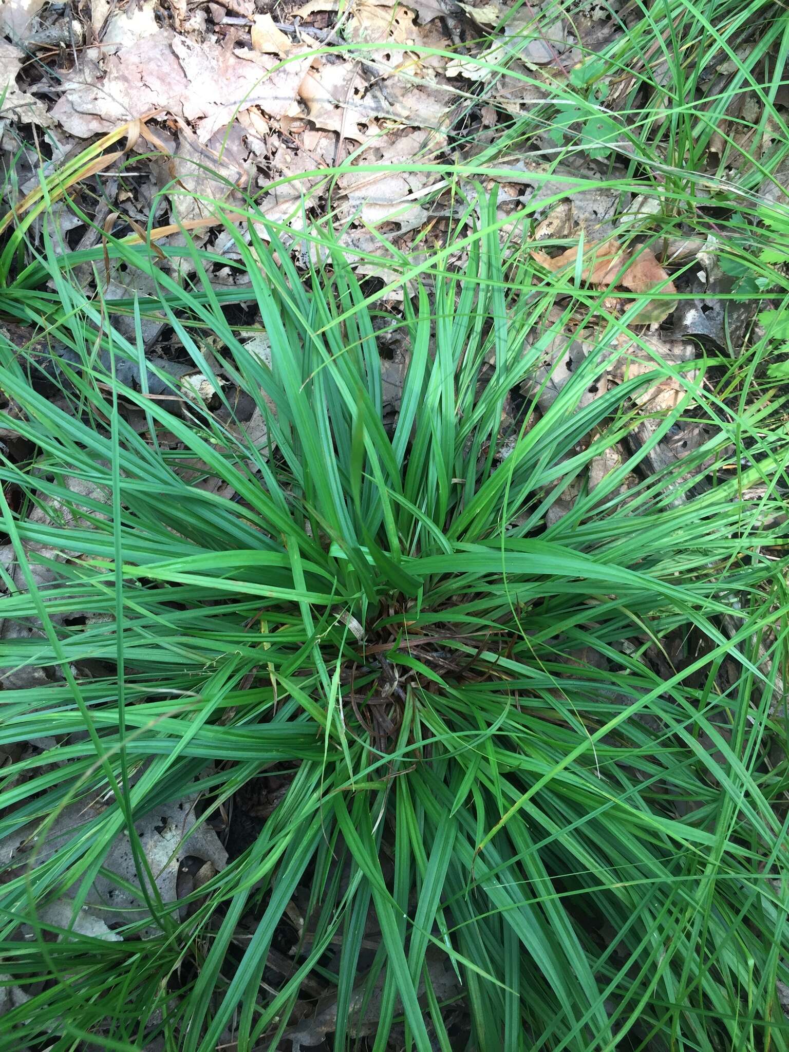 Image of slender woodland sedge