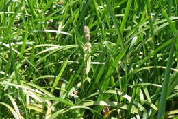 Image of European bur-reed