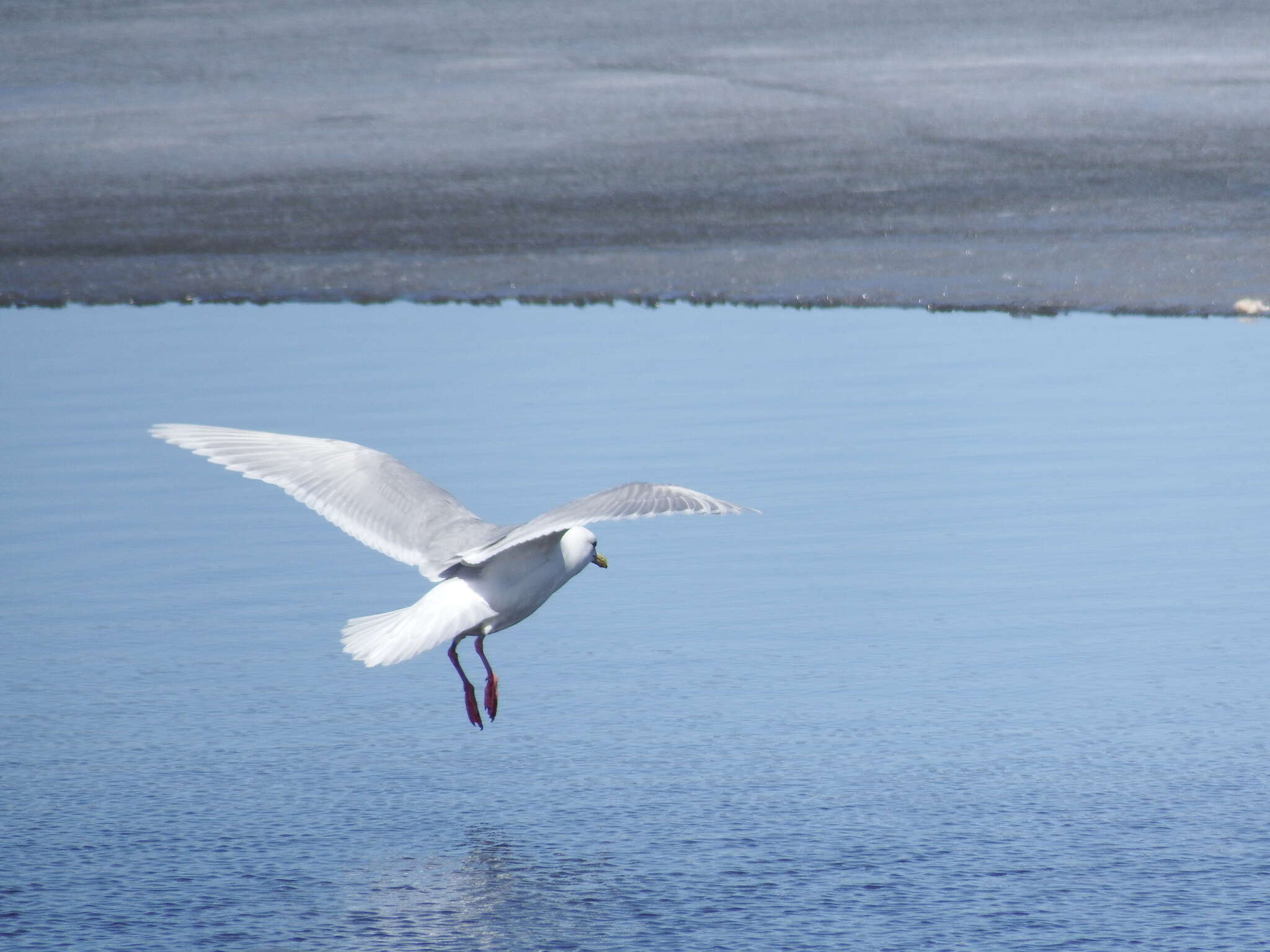 Image of Iceland Gull