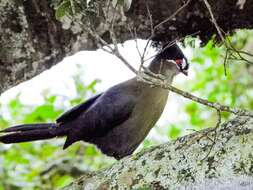 Image of Hartlaub's Turaco