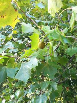 Image of American sycamore