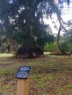 Juniperus virginiana var. silicicola (Small) E. Murray的圖片