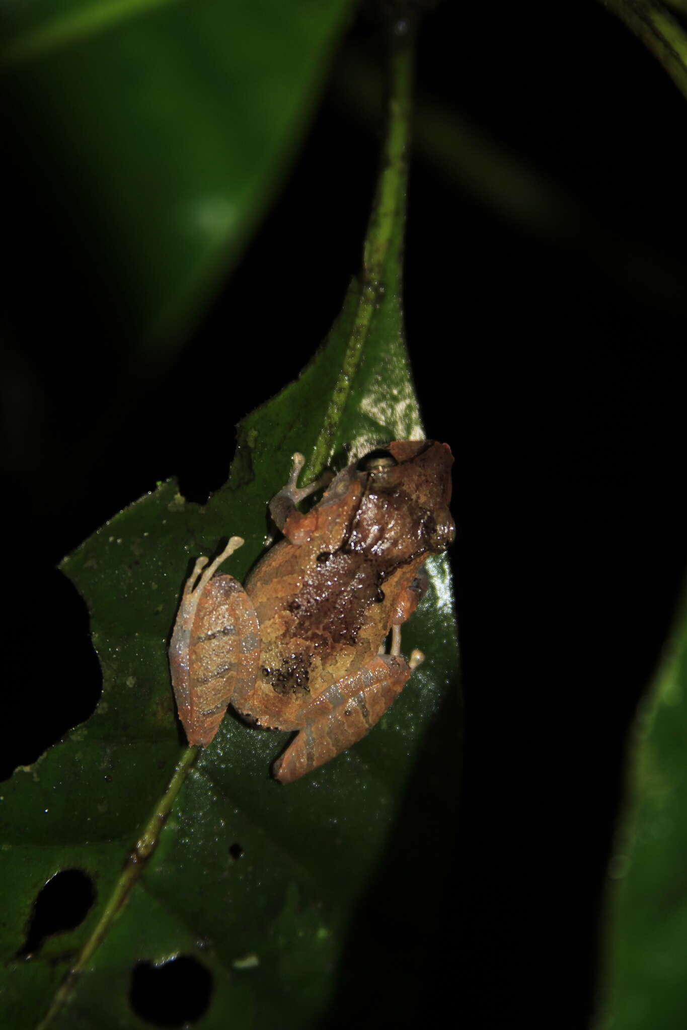 Image of Pristimantis kichwarum Elmer & Cannatella 2008