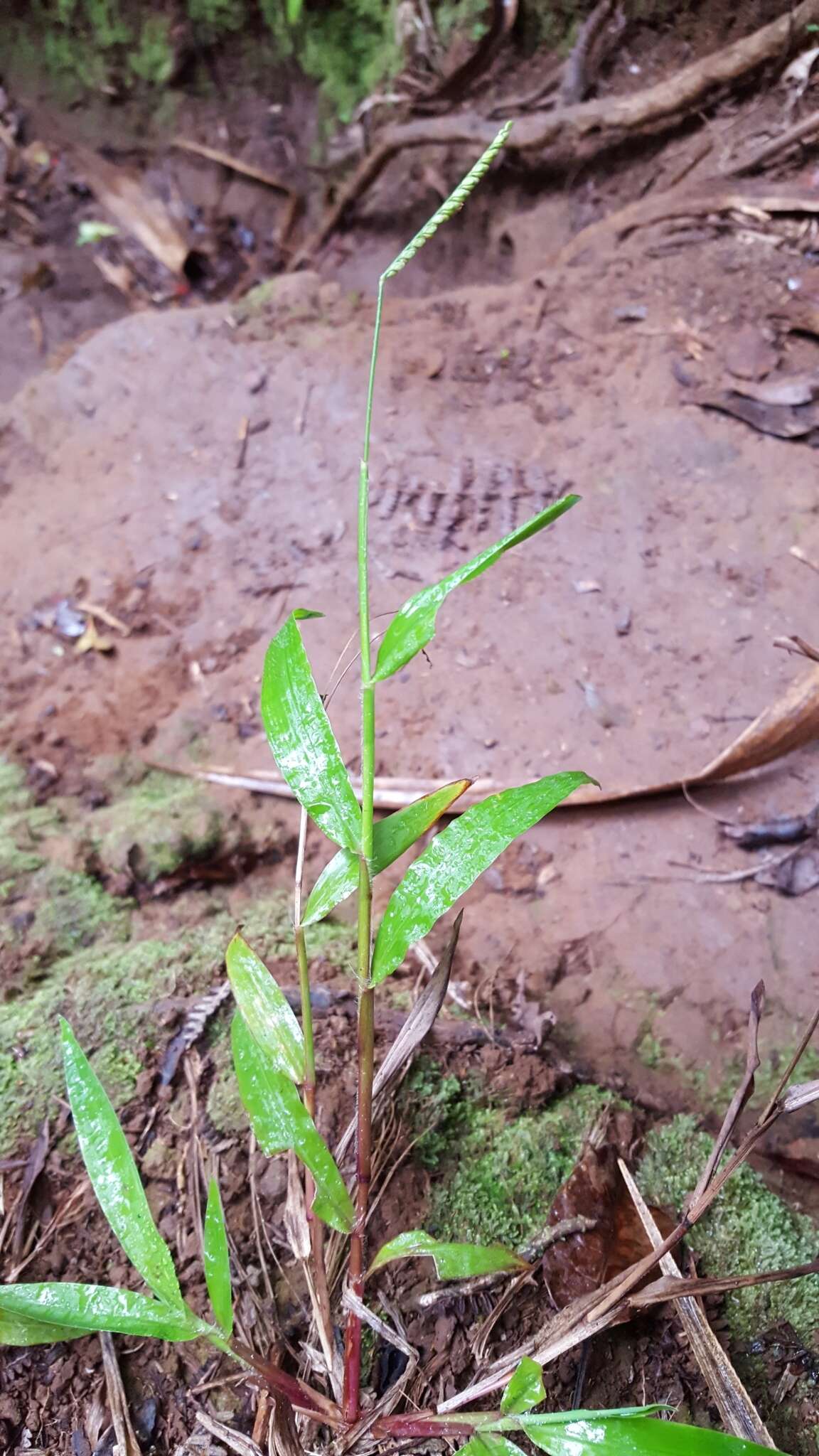 Image of Paspalum nutans Lam.