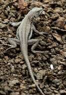 Image of Four-banded Pacific Iguana