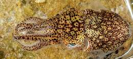 Image of Southern Bobtail Squid