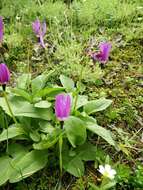 Plancia ëd Dodecatheon austrofrigidum K. L. Chambers