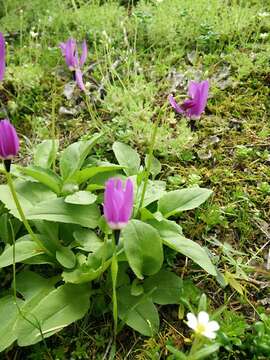 Plancia ëd Dodecatheon austrofrigidum K. L. Chambers