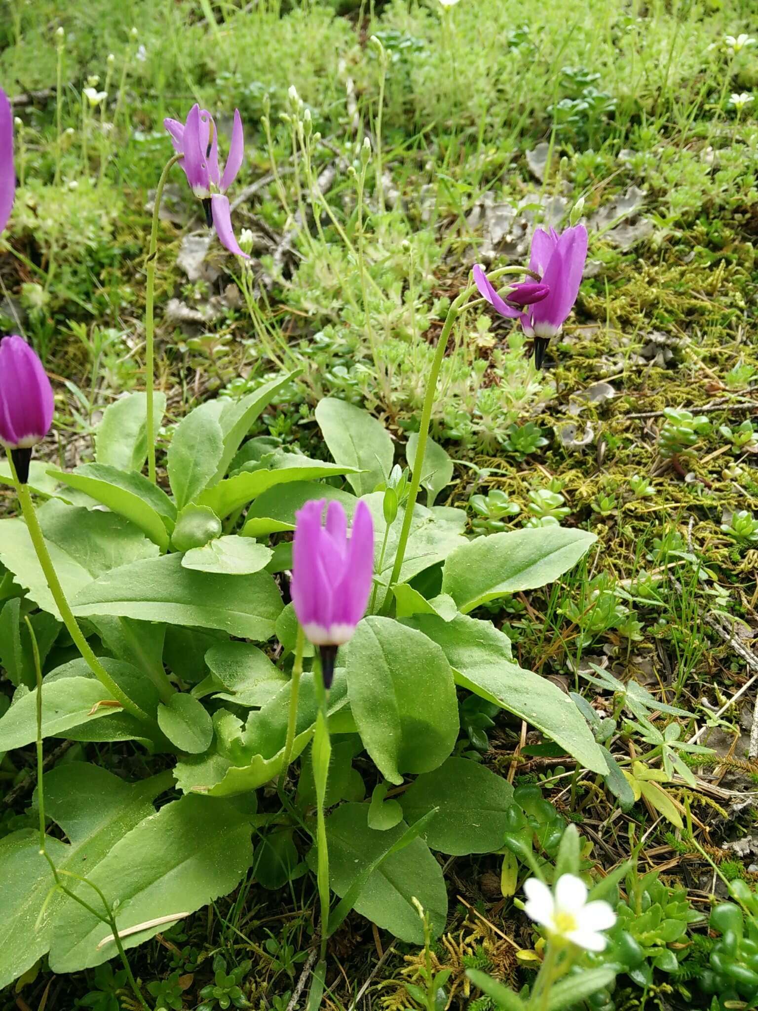 Imagem de Dodecatheon austrofrigidum K. L. Chambers