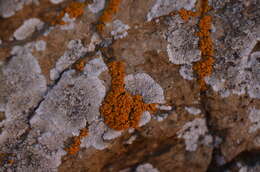 Image of orange lichen