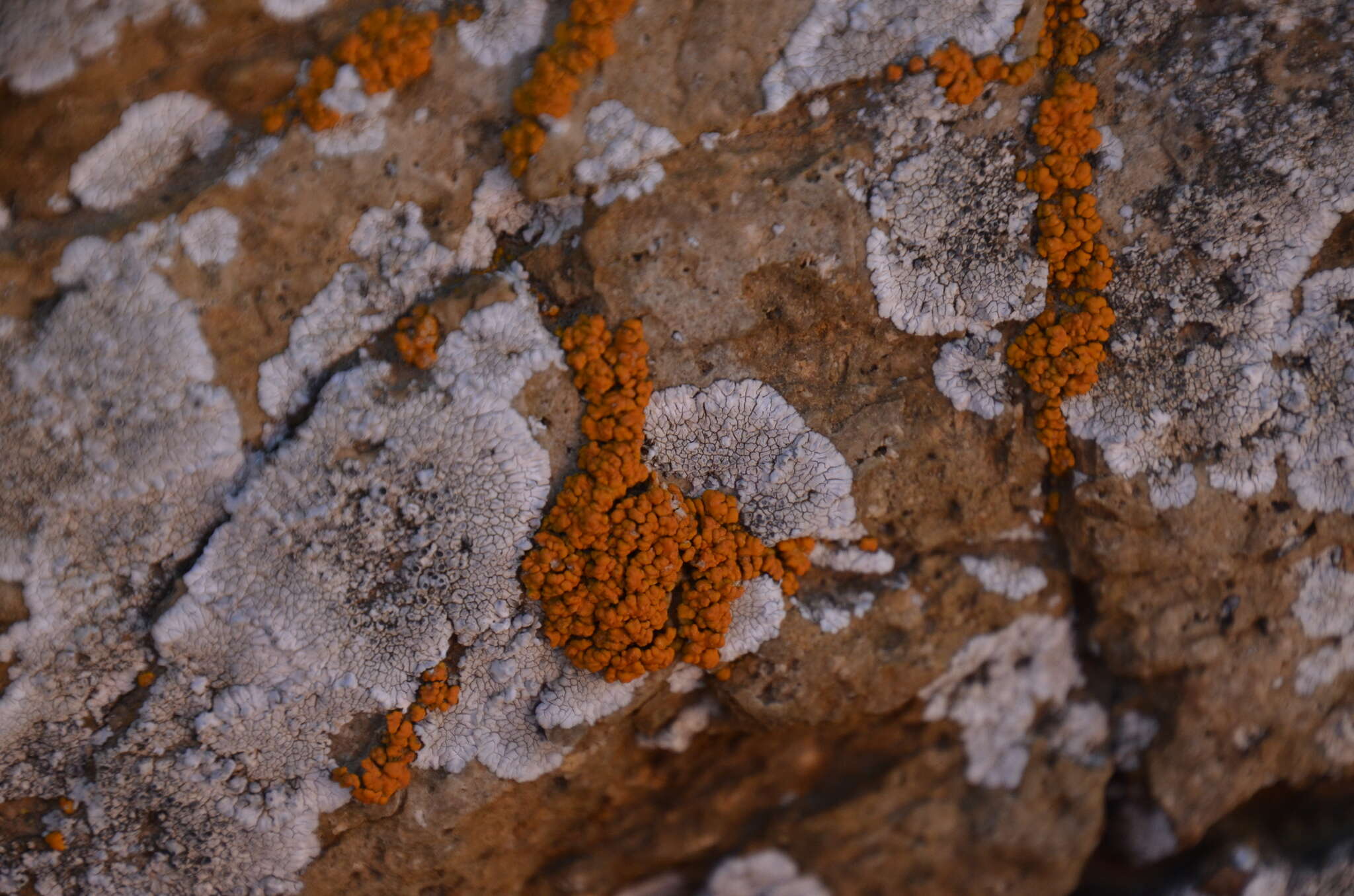 Image of orange lichen