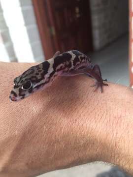 Image of Central American Banded Gecko