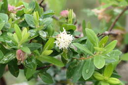 صورة Pimelea ligustrina Labill.