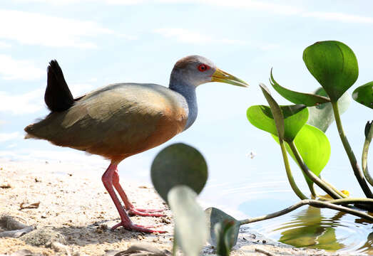 Image of grey-necked wood rail