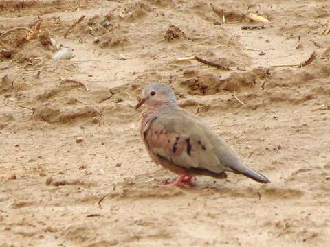 Image of Common Ground Dove