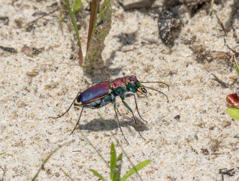 Image of Cicindela (Cicindela) formosa pigmentosignata W. Horn 1930