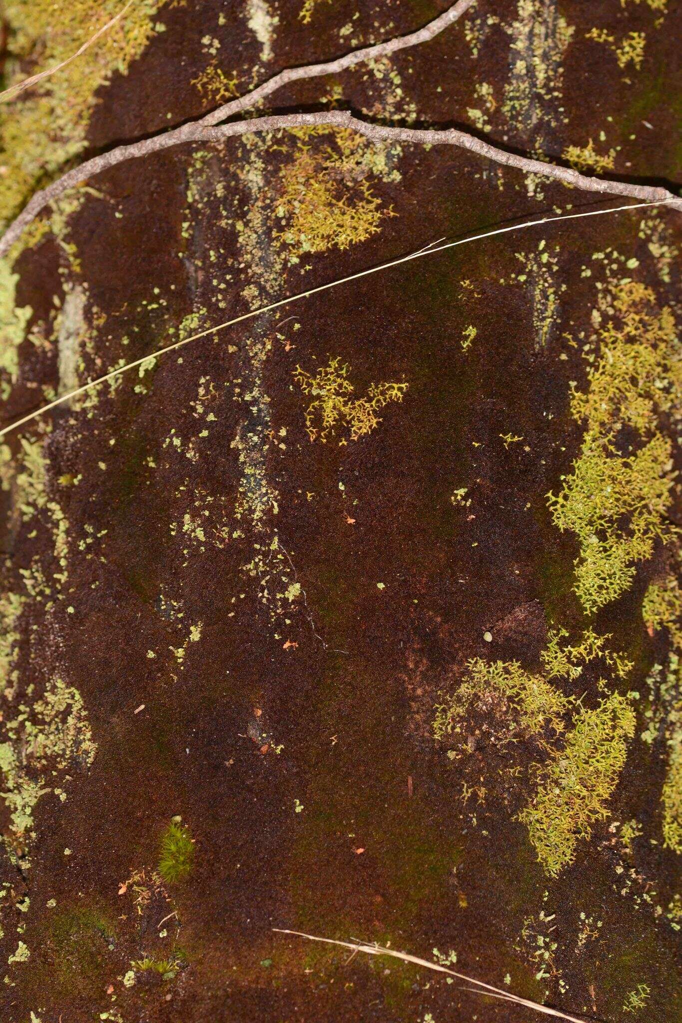 Image of Cephaloziella exiliflora (Taylor) Douin