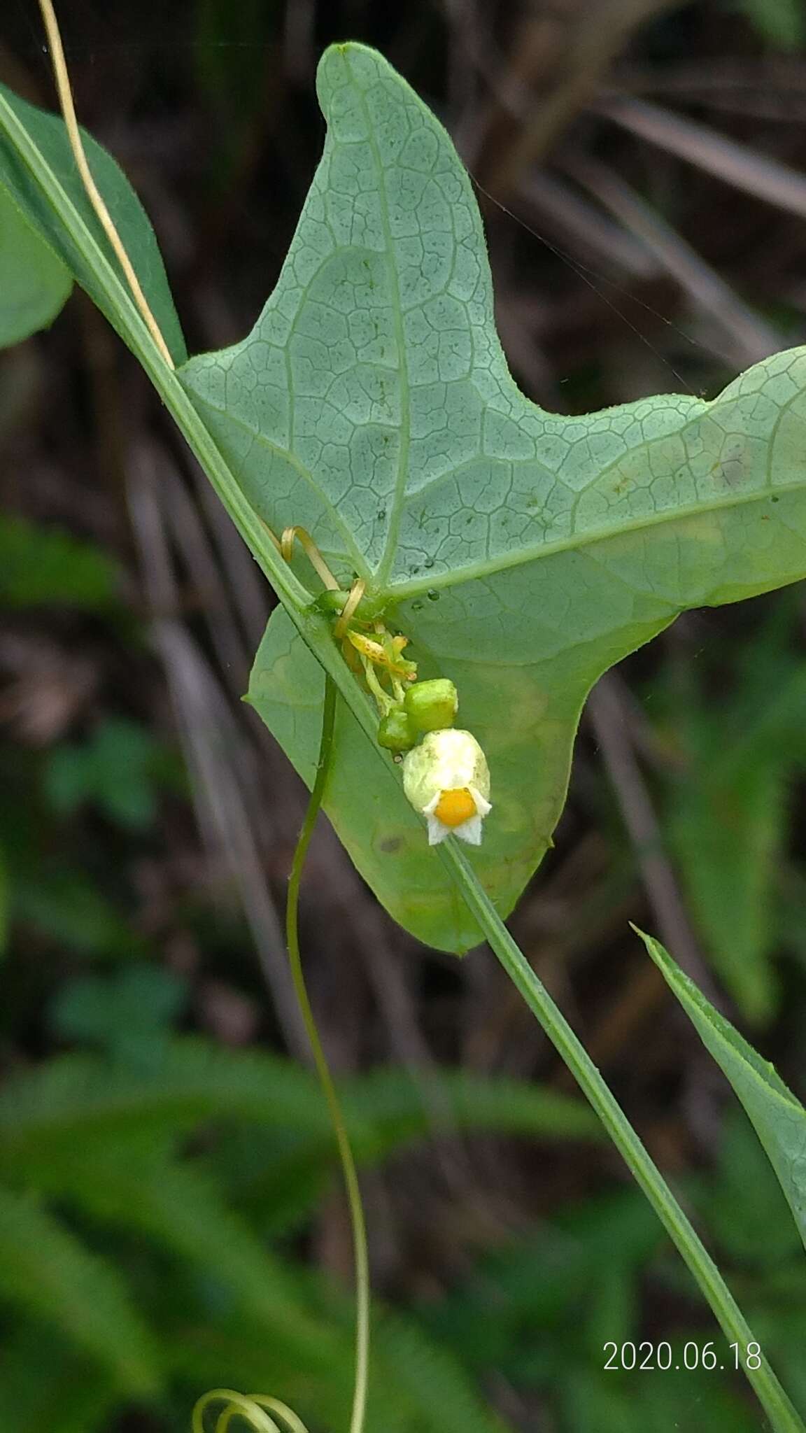 Image of Solena amplexicaulis (Lam.) Gandhi ex Saldanha & Nicolson