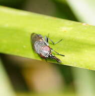 Stomorhina subapicalis (Macquart 1847)的圖片