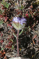 Image of largeflower fleabane