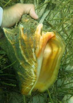 Image of Pink Conch