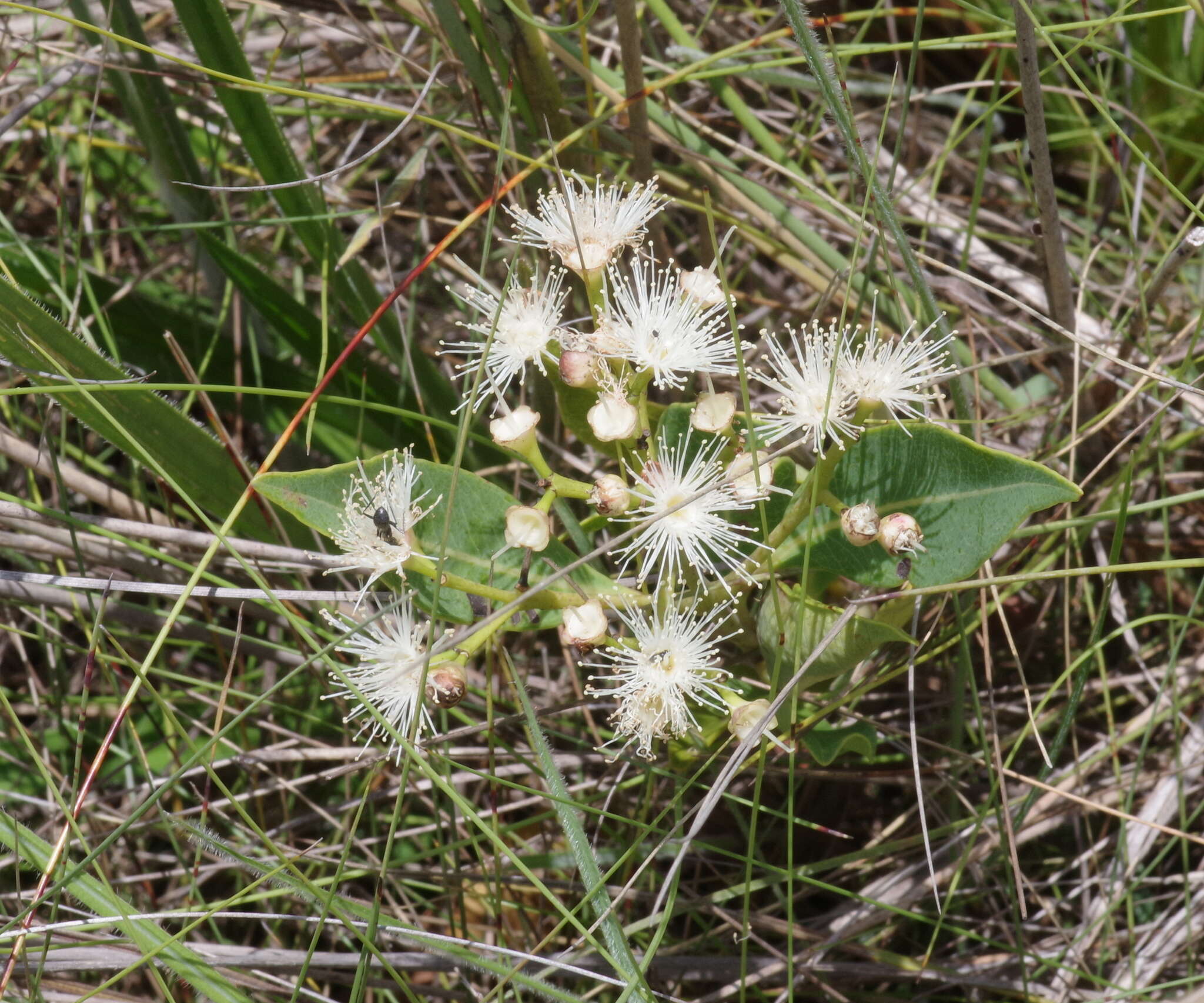 Image of Dwarf waterberry