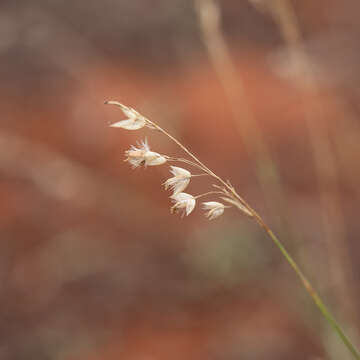 Plancia ëd Eriachne mucronata R. Br.