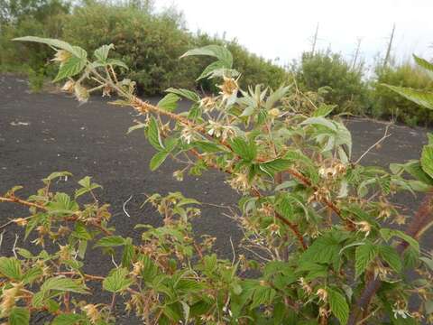 Image of Rubus sachalinensis H. Lév.