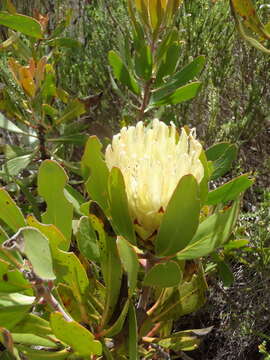 Image of Limestone sugarbush