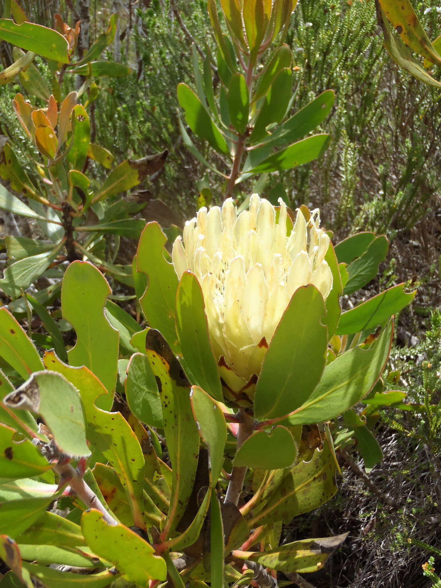 Plancia ëd Protea obtusifolia Buek ex Meissn.