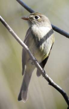 Empidonax minimus (Baird, WM, Baird & SF 1843)的圖片