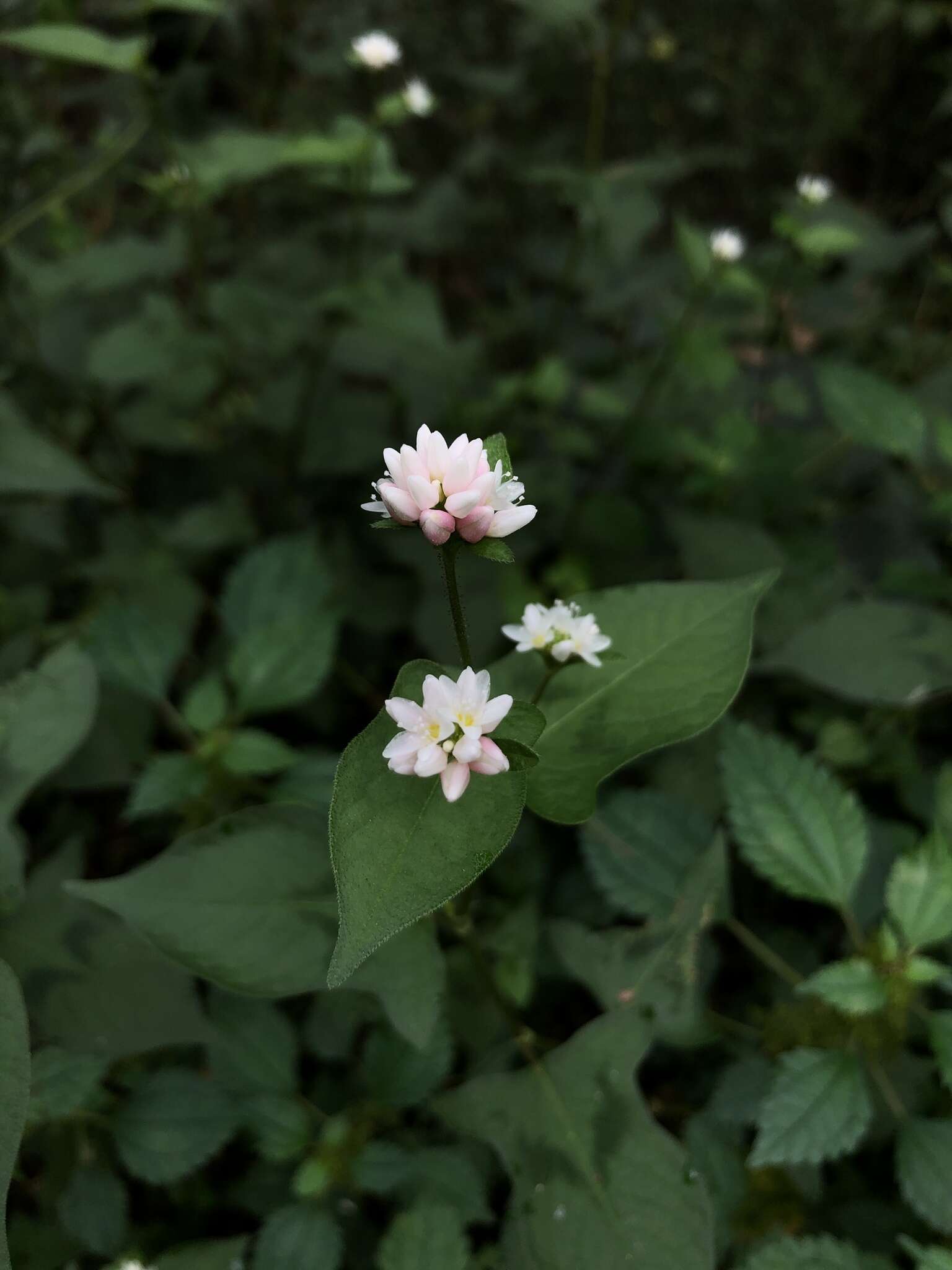 Sivun Persicaria thunbergii (Sieb. & Zucc.) H. Gross kuva