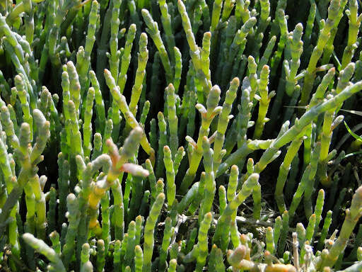 Sivun Salicornia quinqueflora Bunge ex Ung.-Sternb. kuva