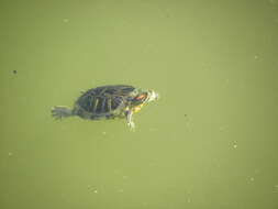 Image of slider turtle, red-eared terrapin, red-eared slider