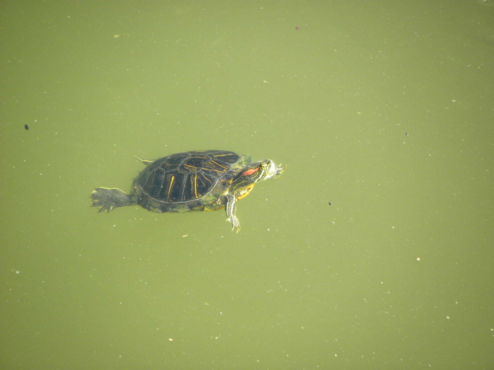 Image of slider turtle, red-eared terrapin, red-eared slider