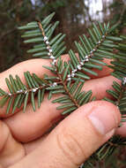 Image of Hemlock Woolly Adelgid