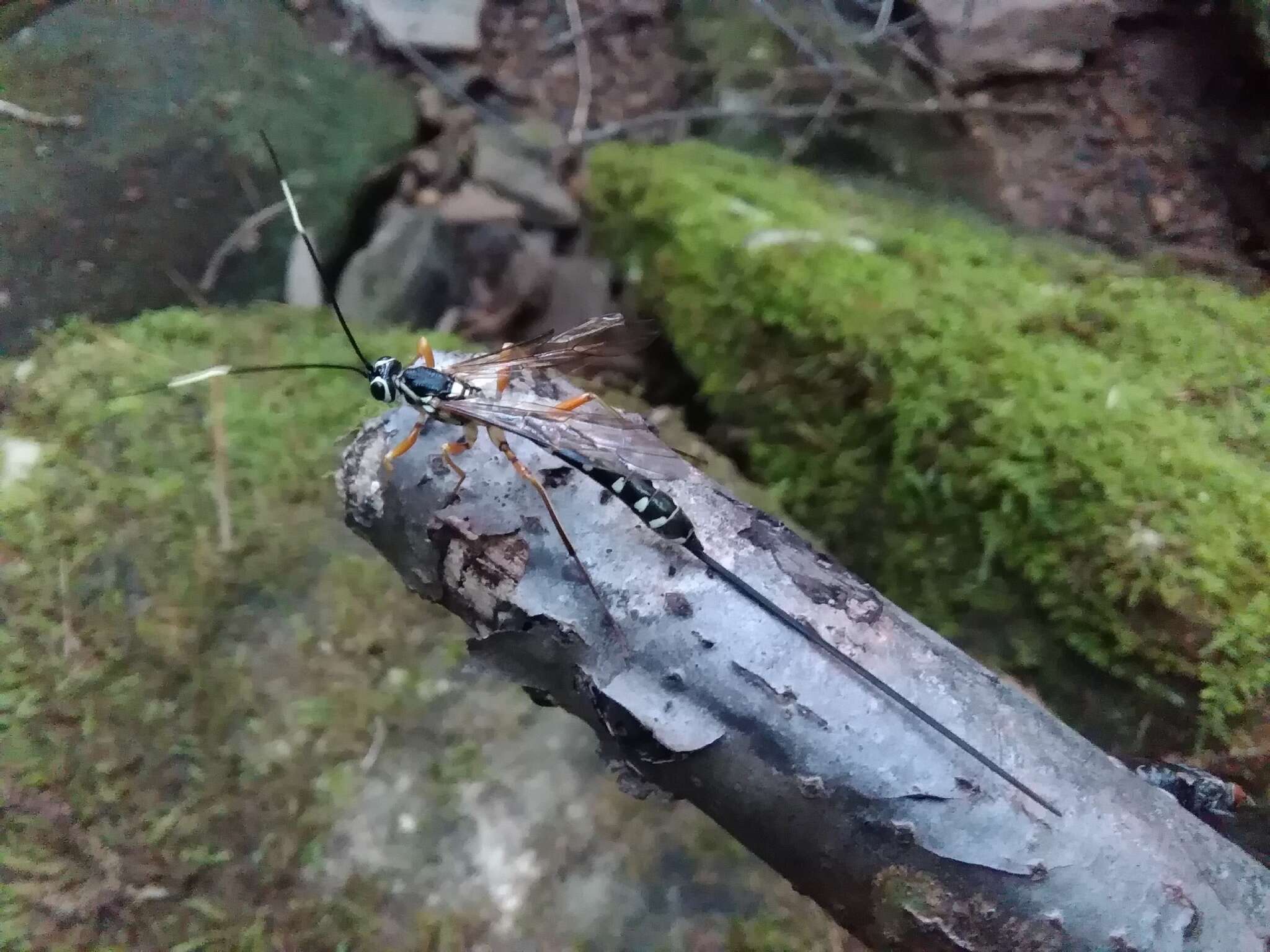 Image of Sirex parasitoid