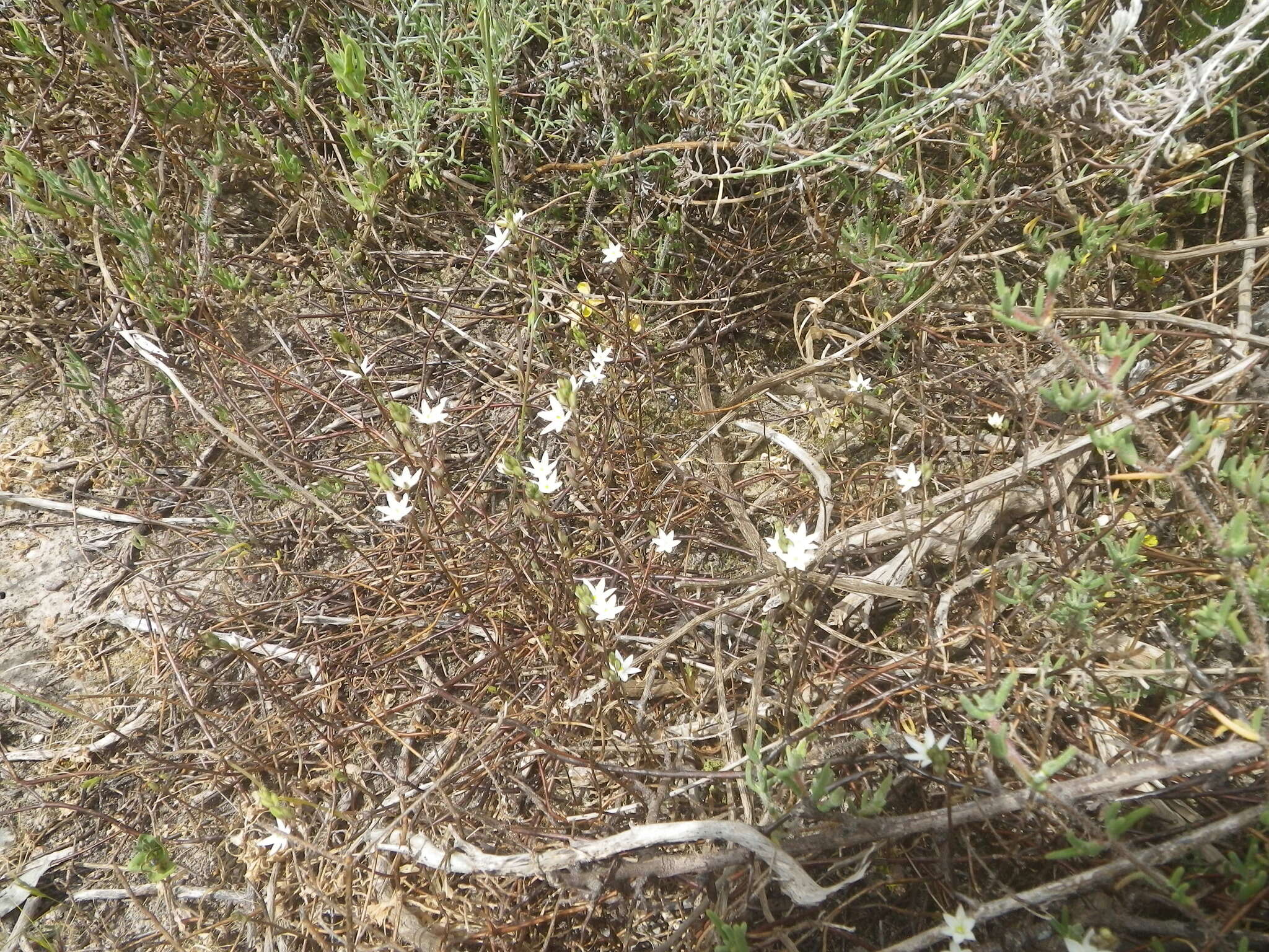 Imagem de Ornithogalum pilosum L. fil.