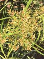 Imagem de Cyperus dentatus Torr.