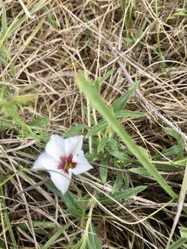 Image de Convolvulus laciniatus Desr.