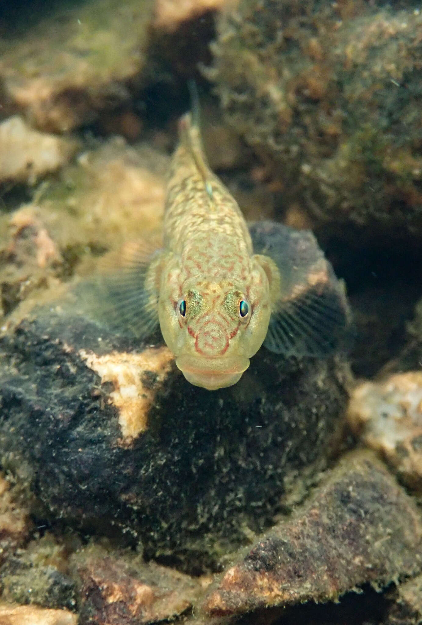 Image of Rhinogobius leavelli (Herre 1935)