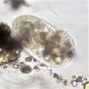 Image of reniform colpodean ciliate