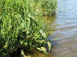 Image of Water Dock