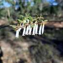 Слика од Leucopogon nutans E. Pritz.