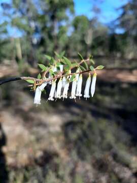 Image of Leucopogon nutans E. Pritz.