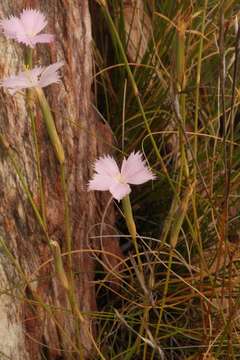 Image of Dianthus thunbergii Hooper